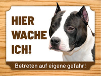 52 Amerikanischer Staffordshire-Terrier